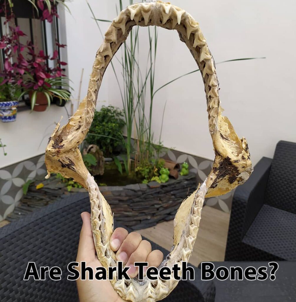 Are Shark Teeth Bones
