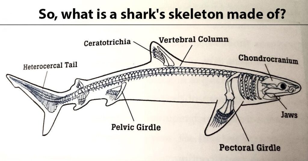 how-many-bones-does-a-shark-have-biologically-explained