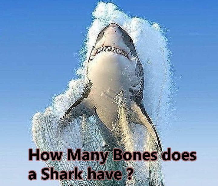 How Many Bones does a Shark have