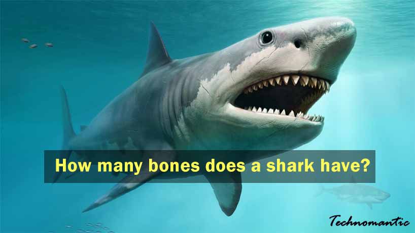 How Many Bones does a Shark have