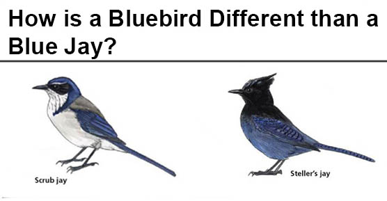 How is a Bluebird Different than a Blue Jay