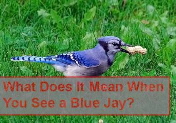 What Does It Mean When You See A Blue Jay Spiritually Explained