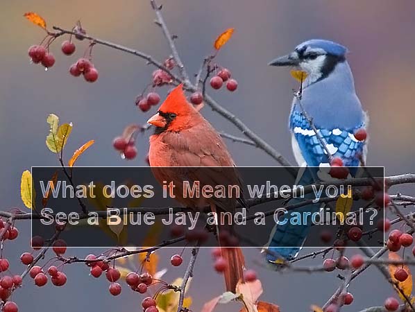 What does it mean When you see a Blue Jay and a Cardinal