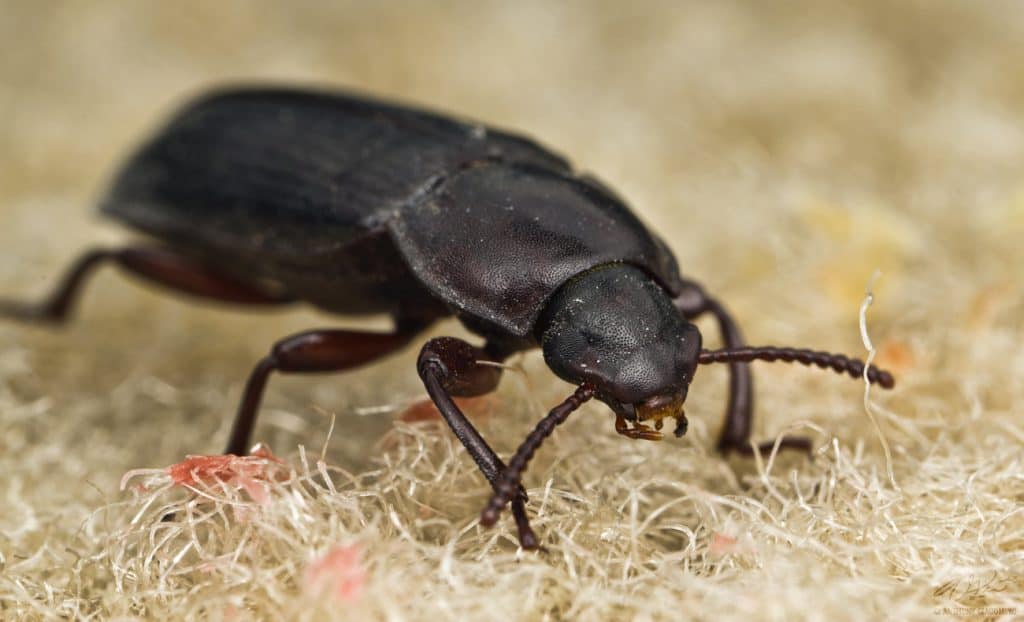 Black Carpet Beetles