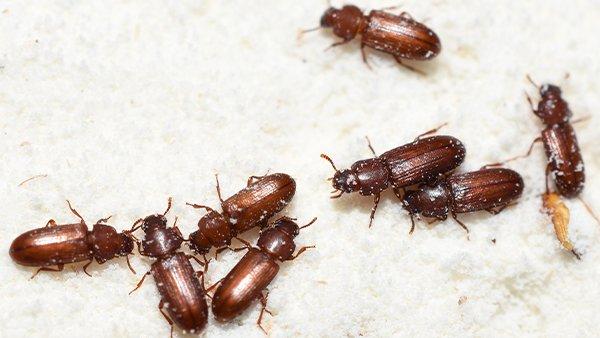 Flour Beetles