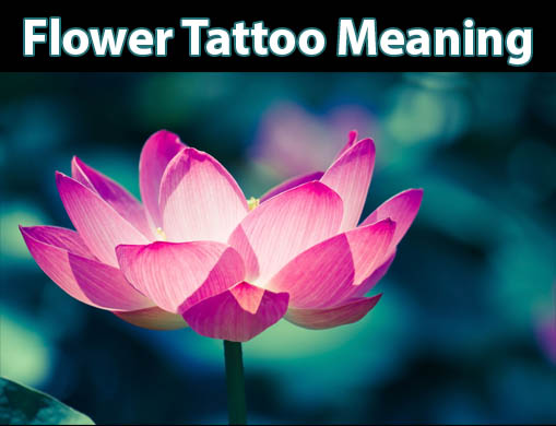 Lotus Flower: