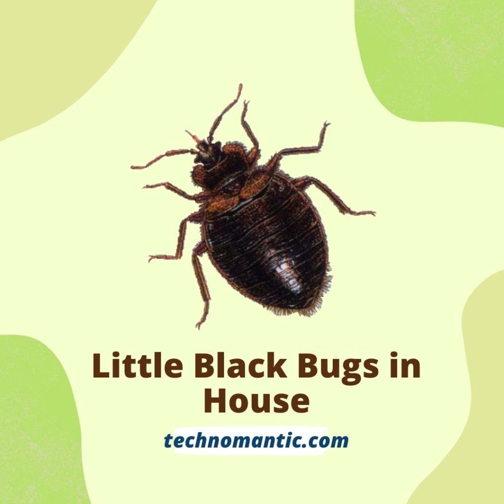 Little Black Bugs in House
