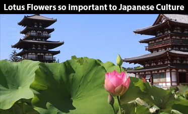 lotus flowers so important to Japanese culture