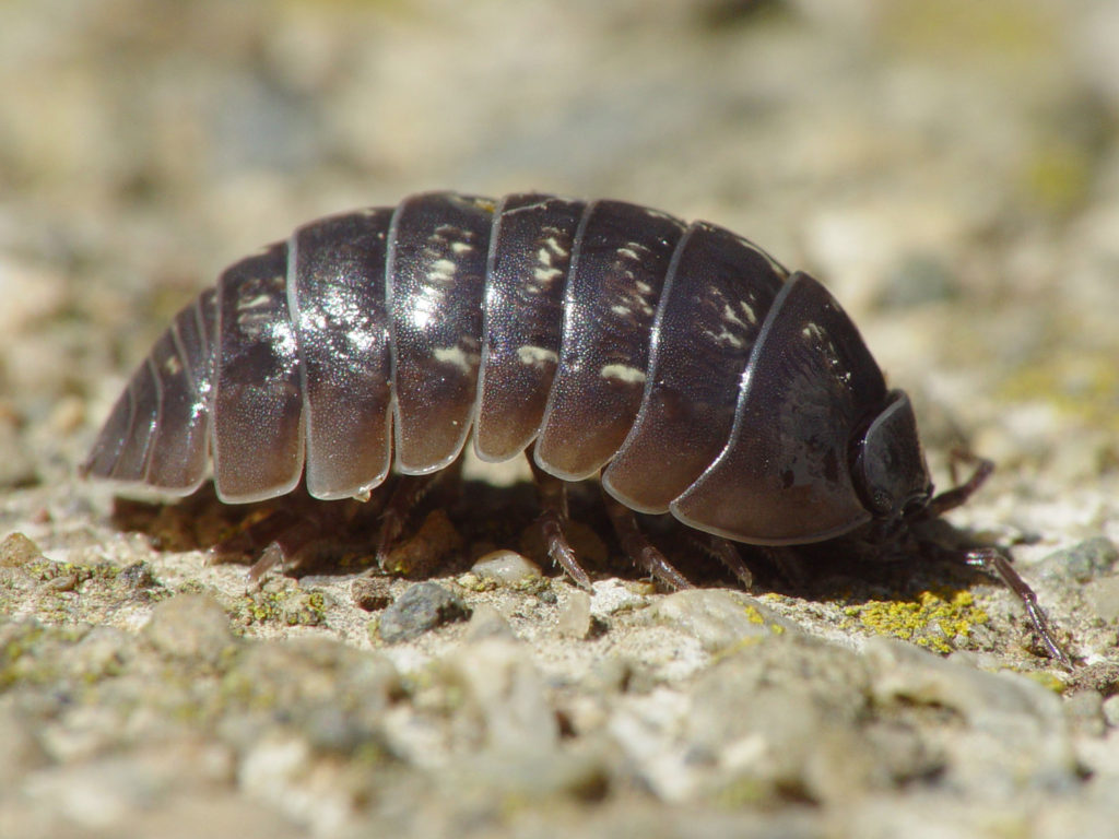 Pill Bugs