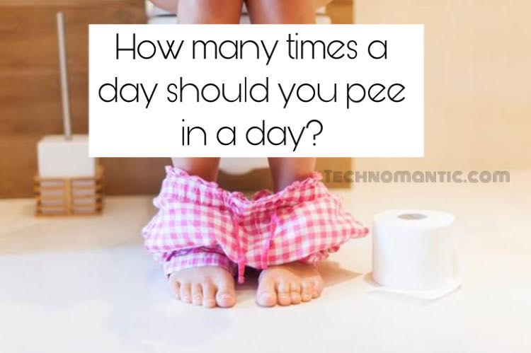 How many times a day should you pee in a day ?
