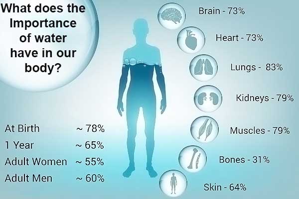 What does the Importance of water have in our body?