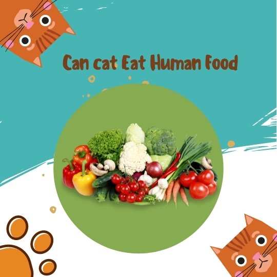 Can my cat Eat Human Food?
