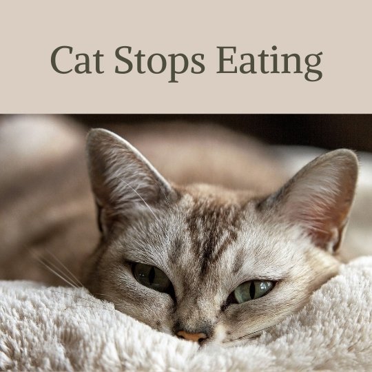 Cat Stops Eating food